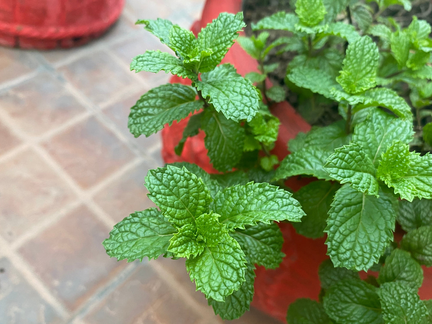 Green mint plant in a red pot on a tiled floor